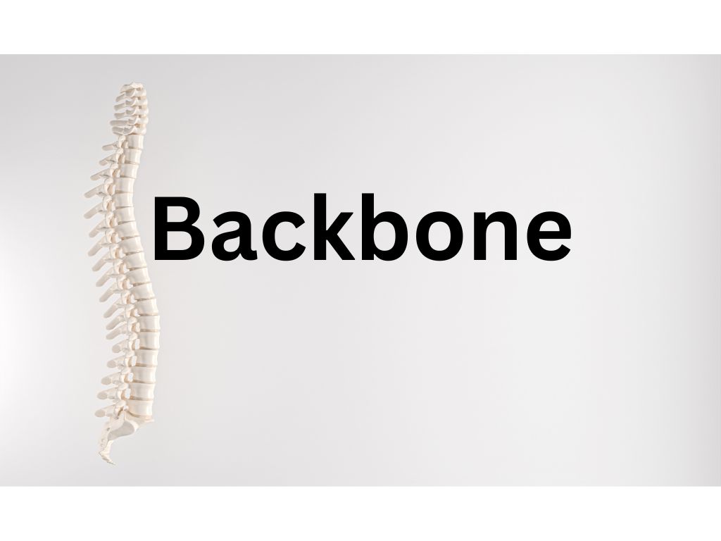 Backbone