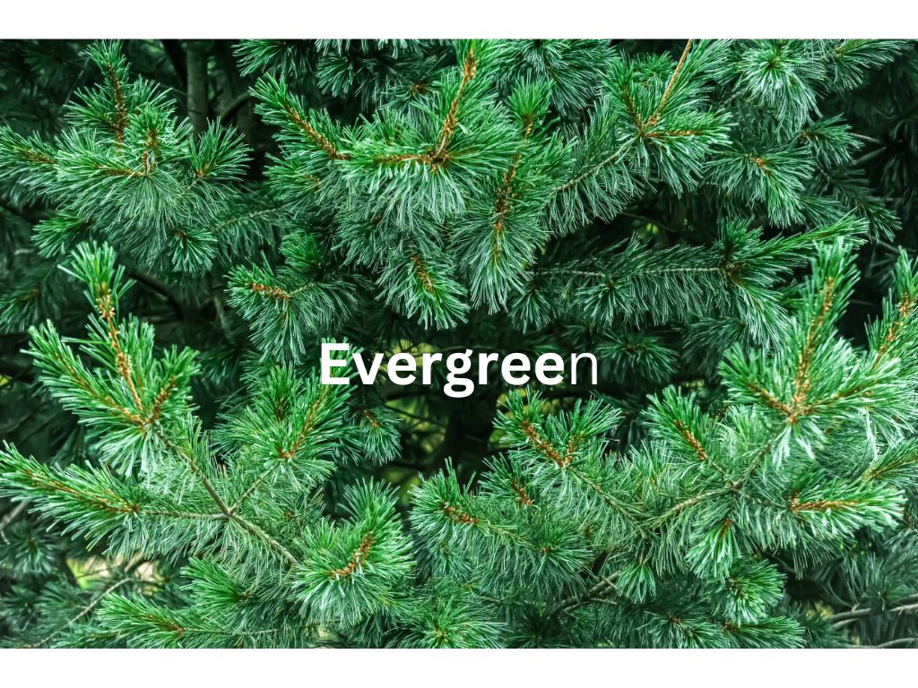 Evergreen
